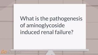 How do aminoglycosides cause renal failure [upl. by Nyrem]