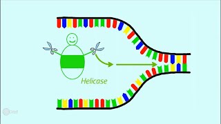 Die Replikation der DNA [upl. by Malkin]