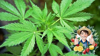 Cannabis Zitrus amp Granatapfel  Regenpause  Update 19062024 [upl. by Hachman480]