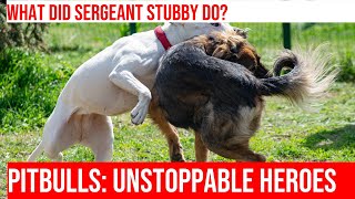 WWI Hero The Story of Sergeant Stubby the First Pitbull Officer [upl. by Nwahsir241]