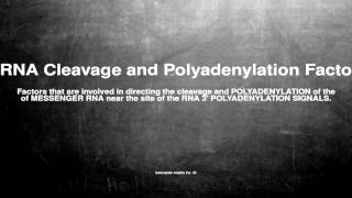 Medical vocabulary What does mRNA Cleavage and Polyadenylation Factors mean [upl. by Haerdna]