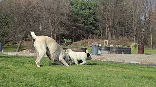 Central asian shepherd puppies litter U [upl. by Gretna]