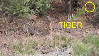 Tiger Attack Sambar deer In Ranthambore National park Rajasthan  Wildlife Safari [upl. by Letnuhs]