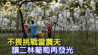 【彰化】二林巨峰葡萄Q甜多汁 ！不畏困難逆向挑戰草生栽培 最年輕農夫返鄉15年努力有成∣一步一腳印【爭一口氣二林葡萄】20220710 [upl. by Bautista]