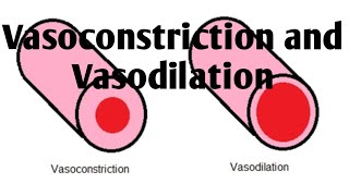 Vasoconstriction and Vasodilation Difference [upl. by Ilellan]