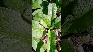 My comfrey plants now ready for harvest kitchengarden gardening growyourownfood [upl. by Mellitz]