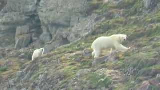 Polar Bear Mother and Cub  Svalbard cruise [upl. by Bev]