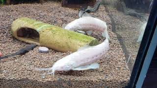 Albino Hoplosternum thoracatum  Schwielenwels  Hoplo [upl. by Riba]