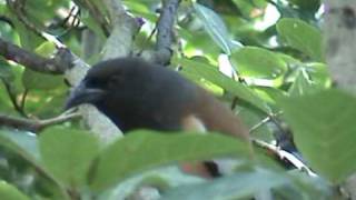 Different calling sounds of Rufous Treepie [upl. by Fillian]