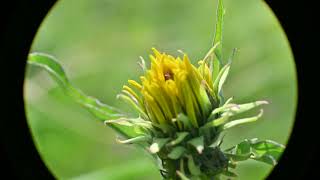 Helianthus maximiliani Maximilian Sunflower [upl. by Nahguav]