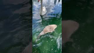 Baby swan cygnet Cute animal video [upl. by Sherris]