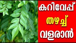 കറിവേപ്പ് തഴച്ചു വളരാൻ വിദ്യ Malayalam Health Tips [upl. by Aenej]