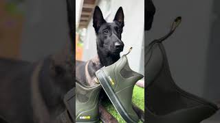 Keep Your Dog Activities Going With KalKal Boots KalKalBoots doglife smartdog [upl. by Anaic]