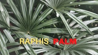 Raphis Palm  Info  Maintenance and care [upl. by Aihsenat291]