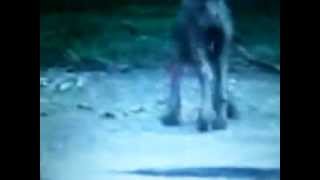 RAW Chupacabra Captured On Video [upl. by Euridice]