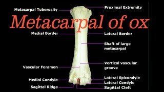 Metacarpal of ox [upl. by Birkett]