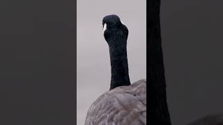 Canada Goose Majestic Migrators of the North [upl. by Hadihsar]