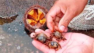 No creerás lo que encontramos dentro del Erizo de Mar😲😲  Como abrir un erizo de mar para comerlo [upl. by Shult461]