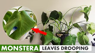 This is why your Monstera leaves drooping [upl. by Willdon]