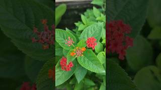 Lantana flowers plantsytshortsorangegardening shortsfeed shortsvideo viralshorts shorts [upl. by Tobiah]