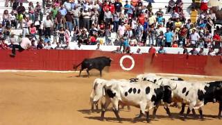 Santisteban Encierros Domingo Fiestas 2010 [upl. by Rachaba882]