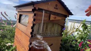 How much honey in a Flow Hive � [upl. by Nilpik]