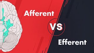 Afferent vs Efferent  Cranial Nerve Modalities [upl. by Anaed110]