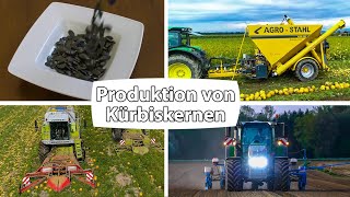 Produktion von Kürbiskernen  AgroStahl  Kürbisernte mit Claas Mähdreschern [upl. by Lazare658]