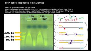 Recombinase Polymerase Amplification RPA Troubleshooting [upl. by Perlman860]