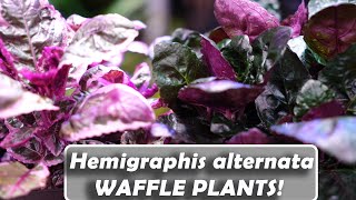 Purple Waffle Plant Hemigraphis alternata [upl. by Salisbury]