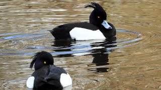 Real sounds of tufted ducks CloseUp [upl. by Eenhat529]