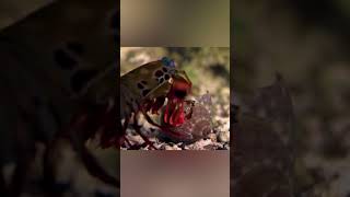 Deadly Strike of the Mantis Shrimp [upl. by Dickerson888]