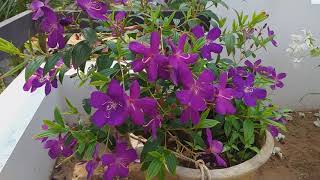 How to grow and care melastoma flower plant melastoma പരിചരണം മലയാളത്തിൽ [upl. by Hbahsur]