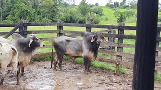 Guzerá Mocho Chegou na Fazenda Embarcando os Bois [upl. by Esoj]