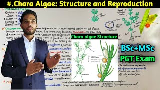 Chara Algae Part1  Structure and Reproduction in Chara Algae  BSc  MSc Botany  PGT Exam [upl. by Annehs297]