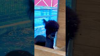 Alpaca 🦙🦙🦙 Turtle Back Zoo  West Orange  New Jersey  USA 🇺🇸 kidsvideo animallover travel [upl. by Johnette329]