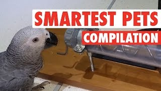 Smartest Pets Ever  Super Smart Pets Compilation [upl. by Honoria]