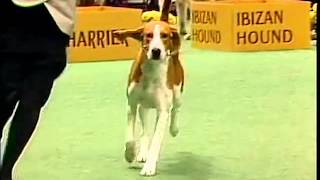 American Foxhound  AKC Dog Breed Series [upl. by Poppo]