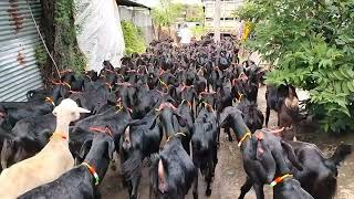 Osmanabadi goat for sell9561852106 [upl. by Lennox]