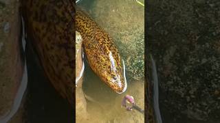 Fishing eel near the rock fishing shortsfeed shortsviral shortsvideo eel shorts [upl. by Lak200]