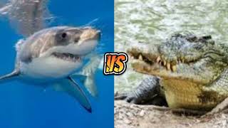 Great White Shark vs Saltwater Crocodile [upl. by Aciraa348]