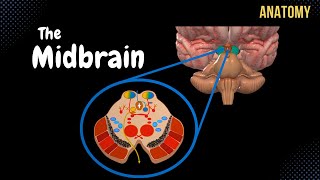 Mesencephalon Midbrain  External amp Internal structures  QUIZ  Anatomy [upl. by Ardnayek]