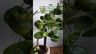 Piles peperomioides 🌿 tips plantstips gardening greenplants [upl. by Nyrol584]