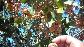 Pistachio Trees Load For Harvest [upl. by Sirtimed619]