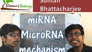 miRNA biogenesis  microRNA mechanism [upl. by Yrol925]