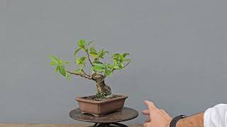 Bonsai Fícus Organensis 8 Anos [upl. by Sylas808]