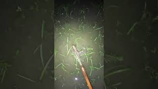 Night Spearfishing adventure fishingtechniques fish fishingtrip hunting nightfishing [upl. by Yelir]