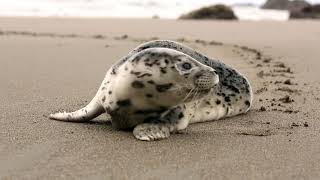 A baby seal lounging on the beach  Little Miss Meteo 🌴 [upl. by Nyladnek]