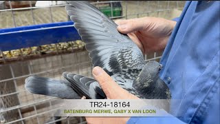 TR2418164 Batenburg Merwe Gaby x Van Loon [upl. by Dempstor]