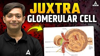 JG Cells amp Kidney Regulation  Juxtaglomerular Cells Explained for NEET 2025  5Minute Series [upl. by Tica861]